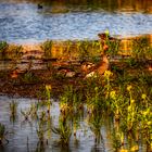 Oostvaardersplassen (II)