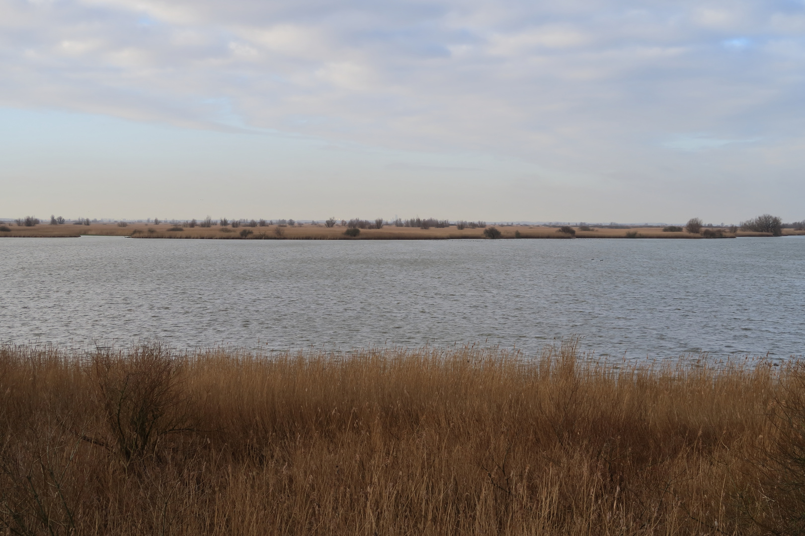 Oostvaardersplassen Niederlande