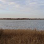 Oostvaardersplassen Niederlande