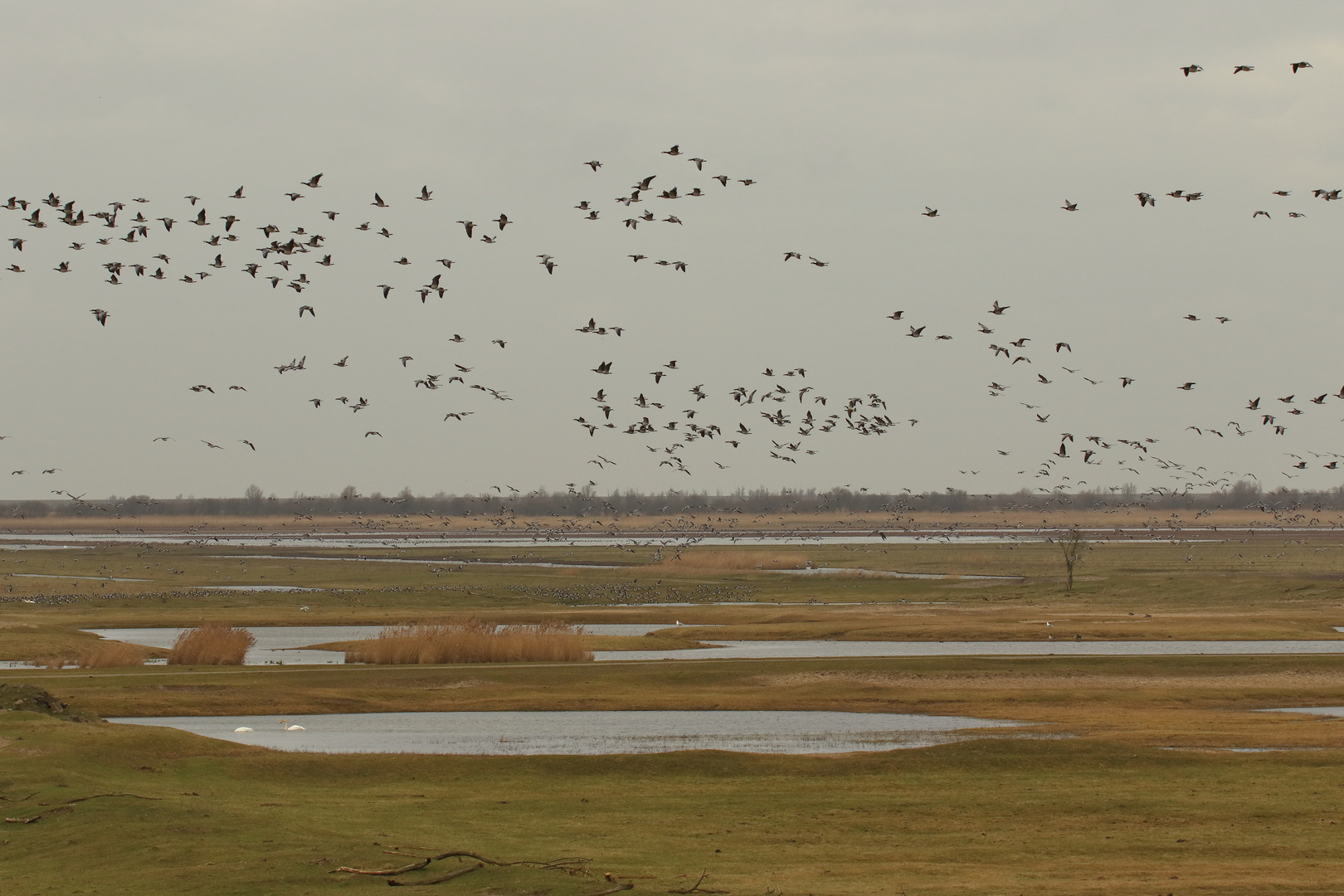 Oostvaardersplassen Niederlande