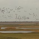 Oostvaardersplassen Niederlande