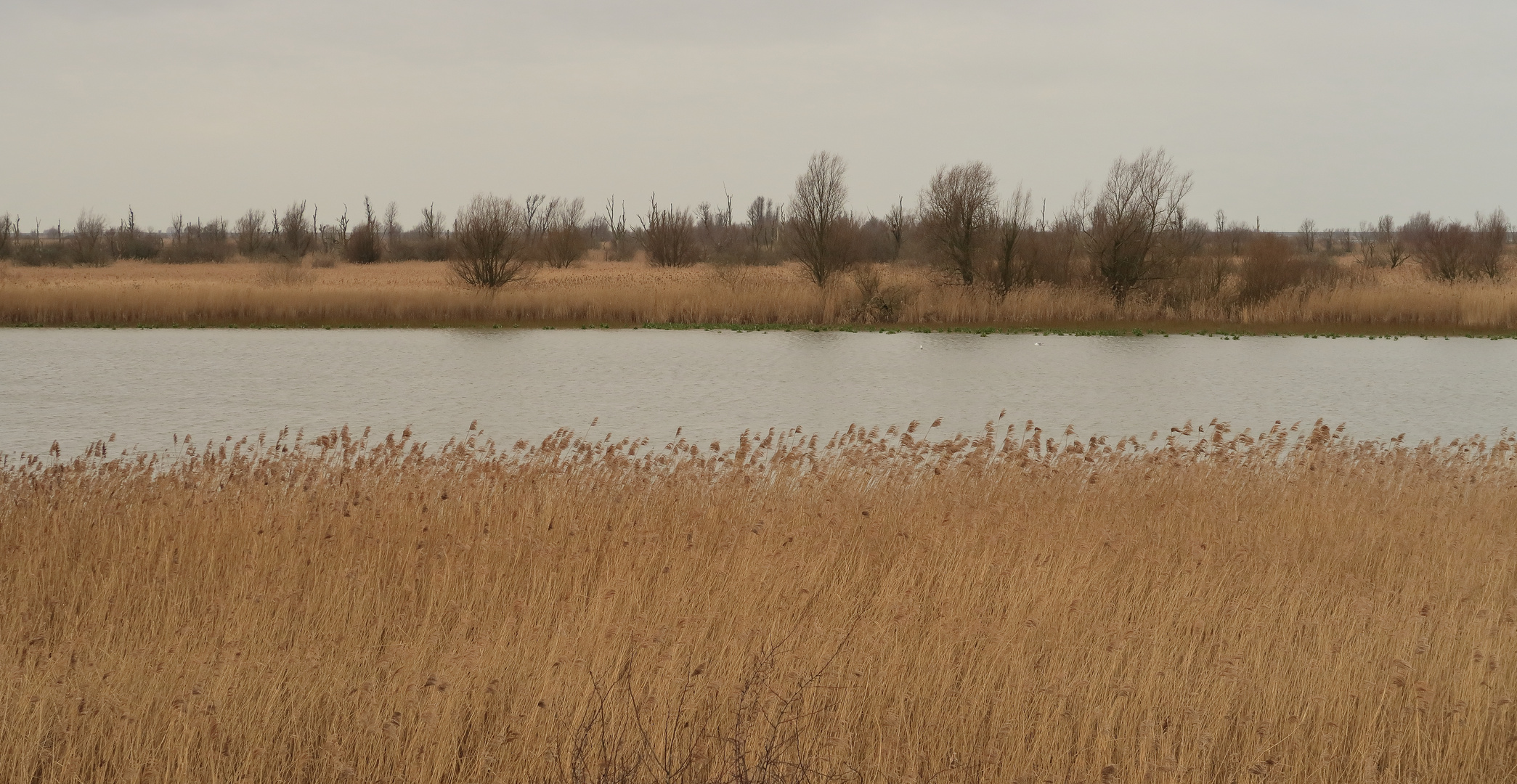 Oostvaardersplassen Niederlande