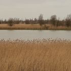 Oostvaardersplassen Niederlande