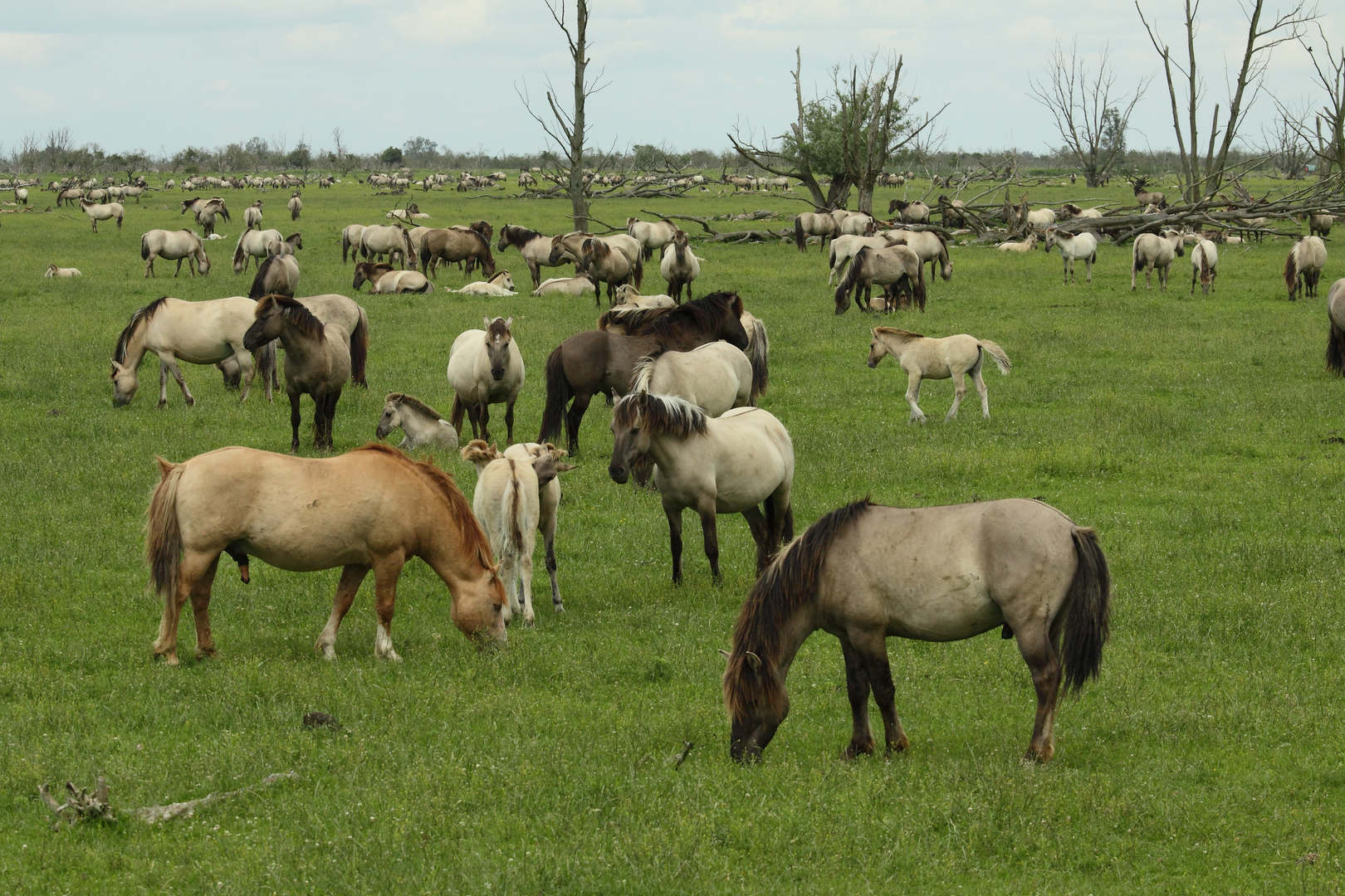 Oostvaardersplassen (NL)