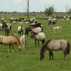 Oostvaardersplassen (NL)