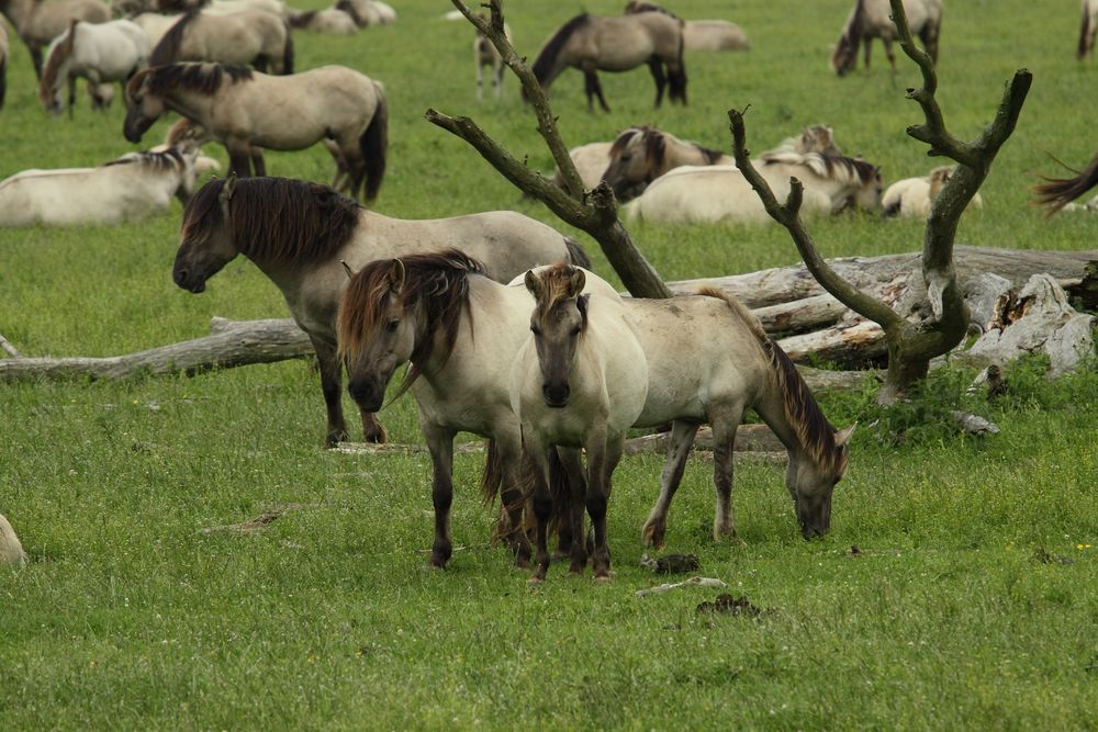 Oostvaardersplassen - noch eine Hengstfamilie/Kleinverband