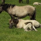 Oostvaardersplassen... und noch ein kleiner Familienverband