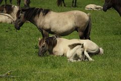 Oostvaardersplassen... und noch ein kleiner Familienverband