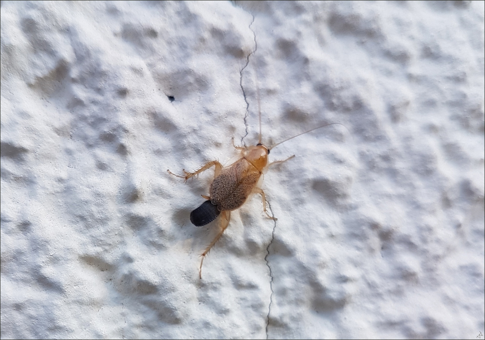 Oothek Foto & Bild natur, landschaft, insekten Bilder auf