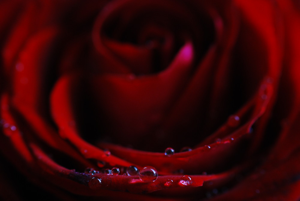 (o(O(U)O)o) Drops on a beautiful rose (o(O(U)O)o)