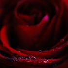 (o(O(U)O)o) Drops on a beautiful rose (o(O(U)O)o)