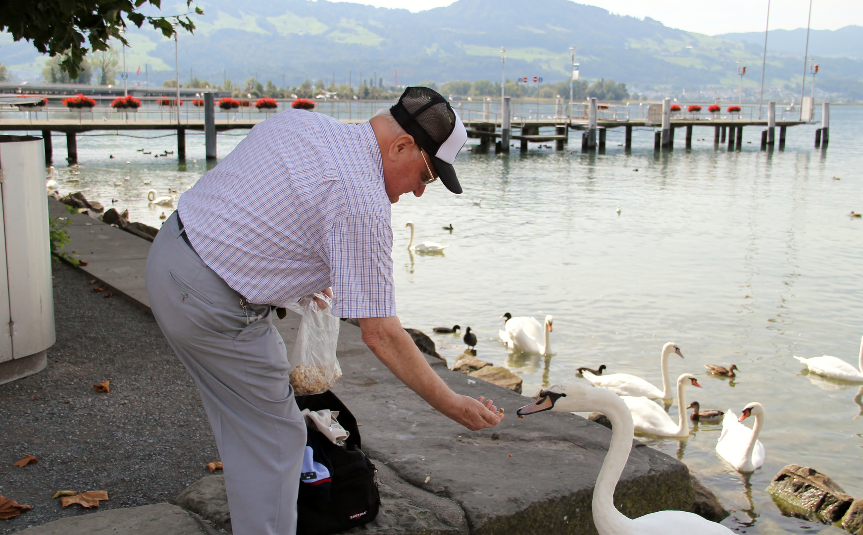 Opa füttert die Schwäne