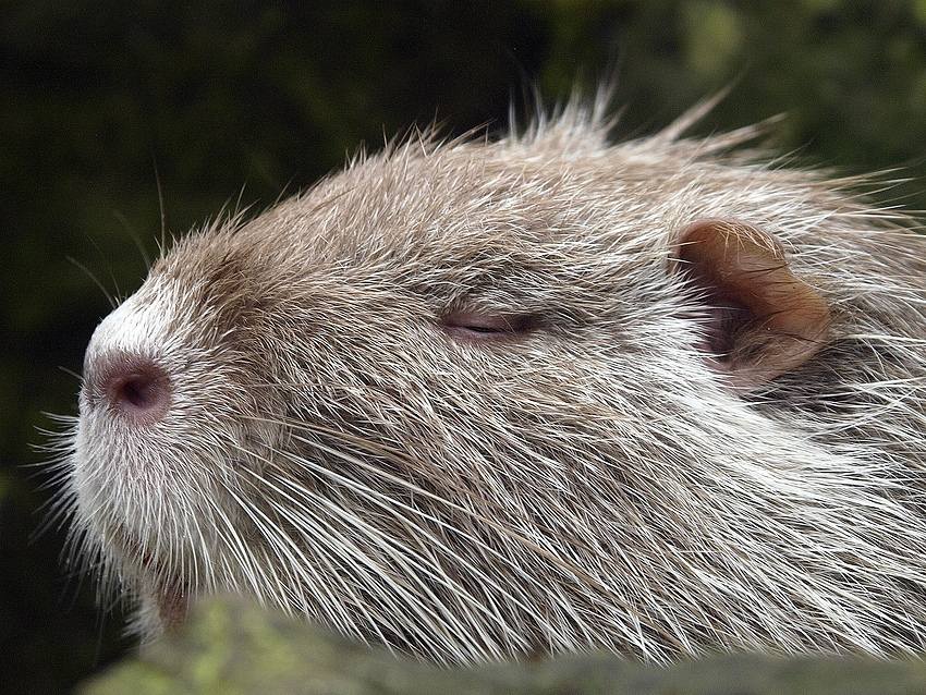 Opa Nutria