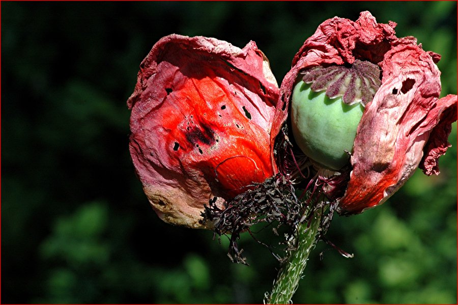 Opa und Oma Mohn