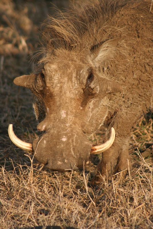 Opa Warzenschwein