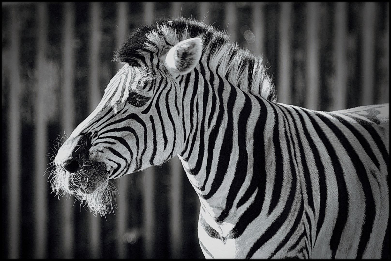 Opa-Zebra mit Bart.