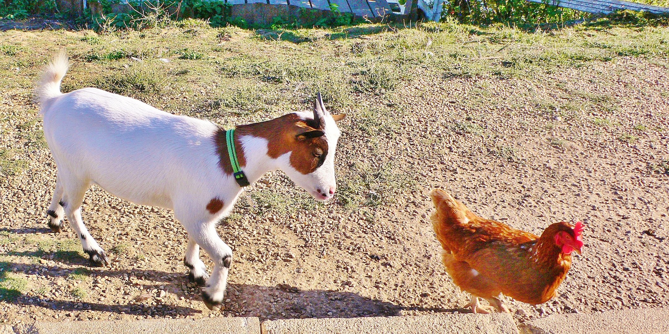 Opaline et la petite poule rousse