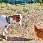 Opaline et la petite poule rousse