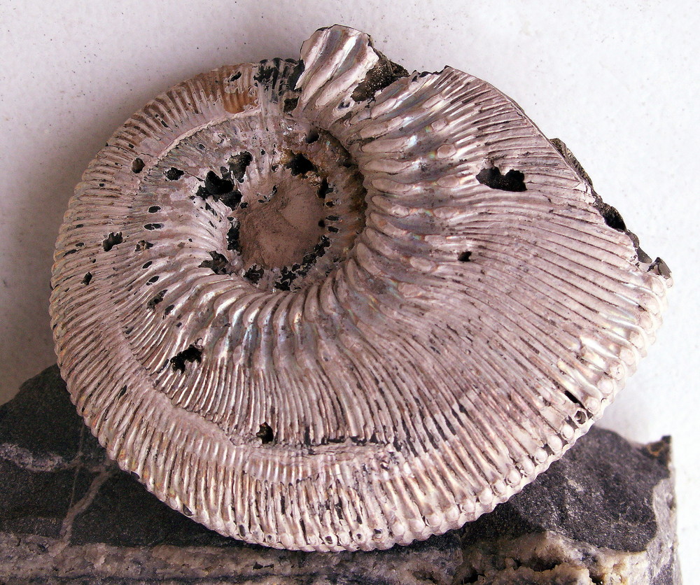 Opalisierter Ammonit/Russland