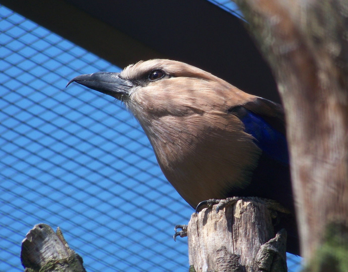 Opalracke auch Blaubauchracke genannt