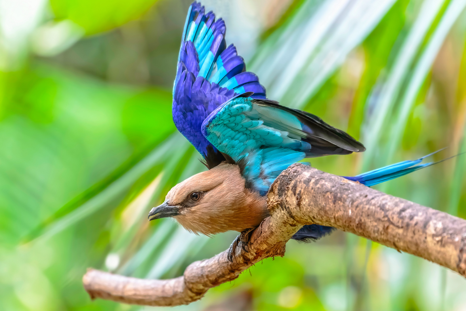 Opalracke (Coracias cyanogaster)