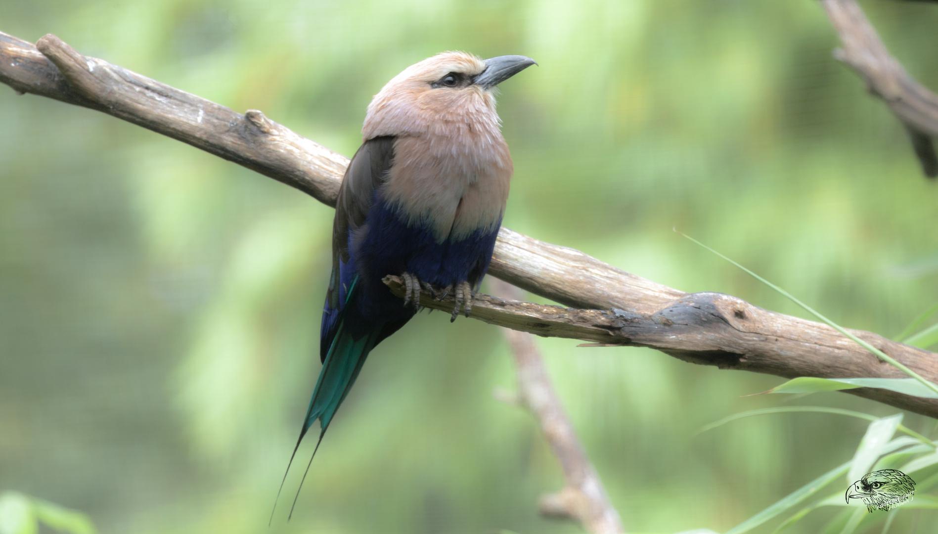 Opalracke (Coracias cyanogaster)