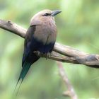 Opalracke (Coracias cyanogaster)