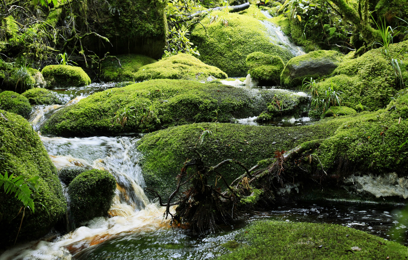 Oparara Basin/Kahurangi NP