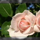 Opas Rose