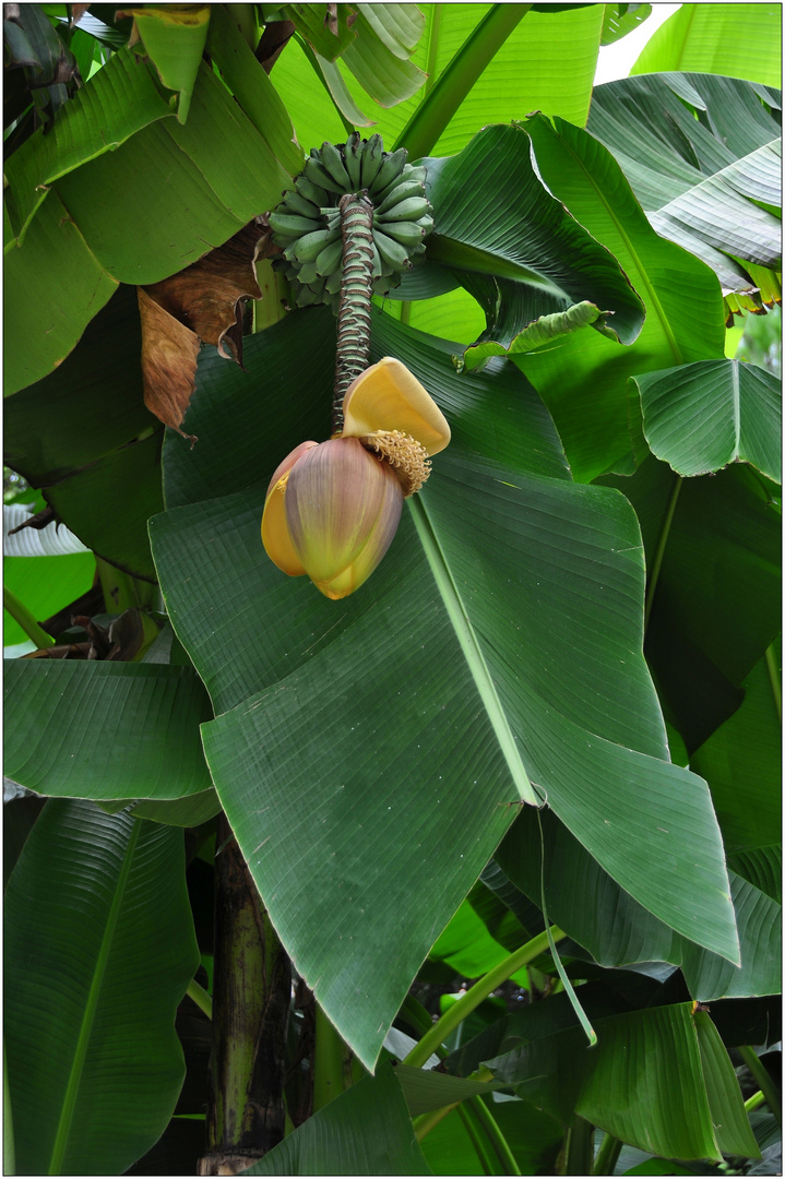 Opatija, Angiolina Park, Bananenblüte