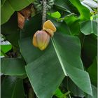 Opatija, Angiolina Park, Bananenblüte