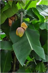 Opatija, Angiolina Park, Bananenblüte