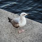 Opatija, Frühling, Sonne, Wind und Meer