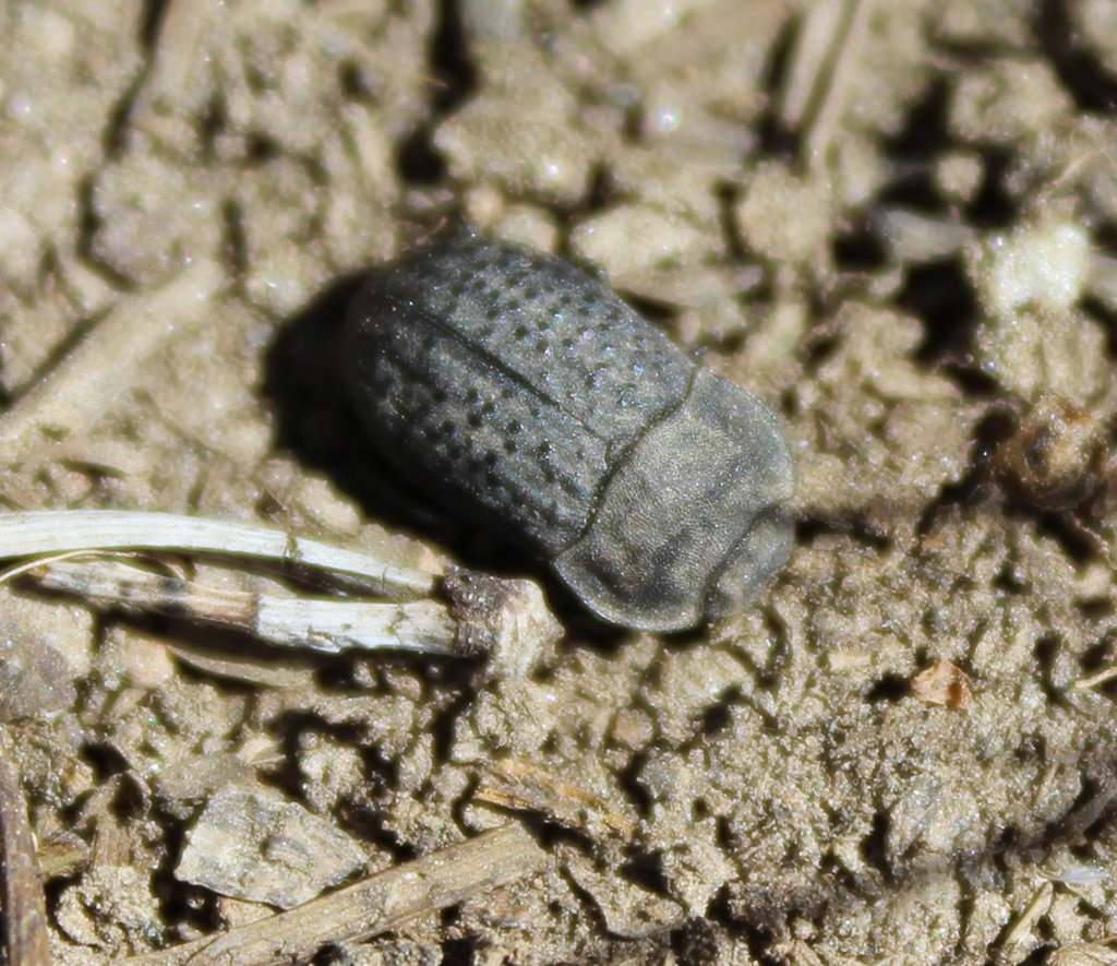 Opatrum sabulosum - gemeiner Staubkäfer 