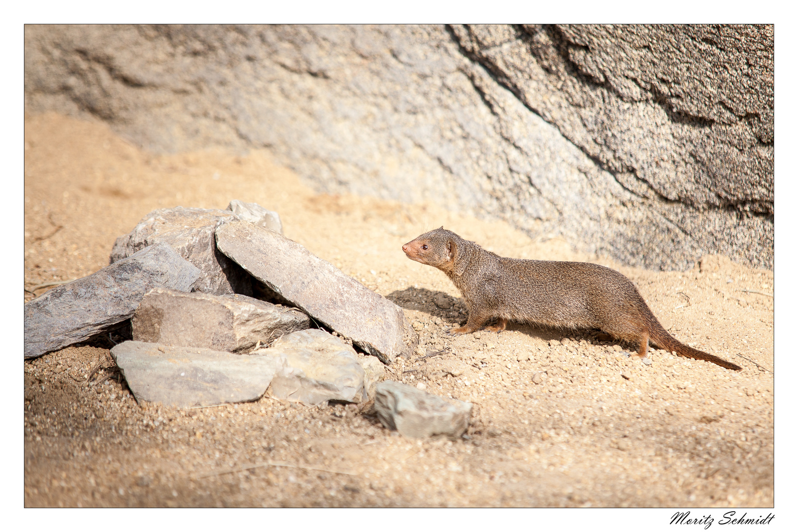 Opel Zoo April 2015: Zwergmangusten (1/5)