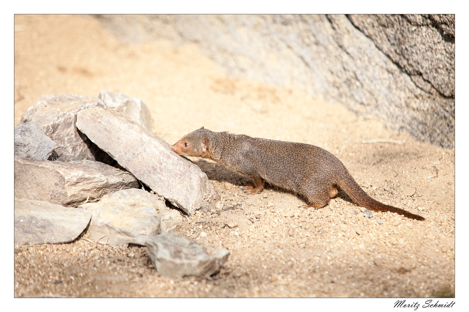 Opel Zoo April 2015: Zwergmangusten (2/5)