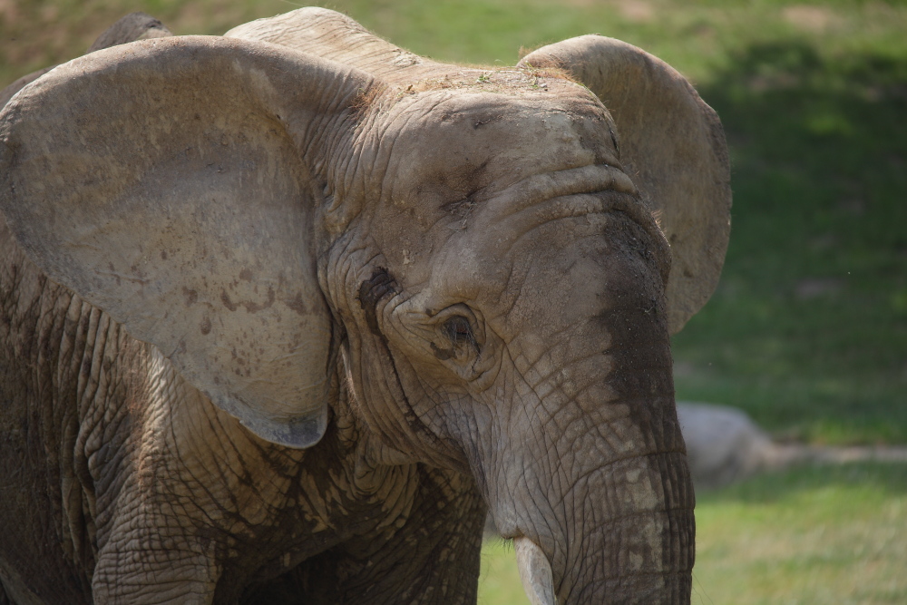 Opel Zoo Elefant