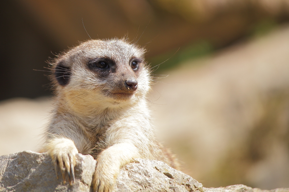 Opel Zoo Erdmännchen