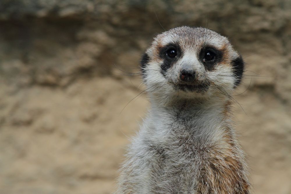 Opel - Zoo Erdmännchen