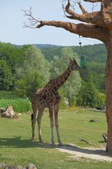 Opel Zoo Giraffe