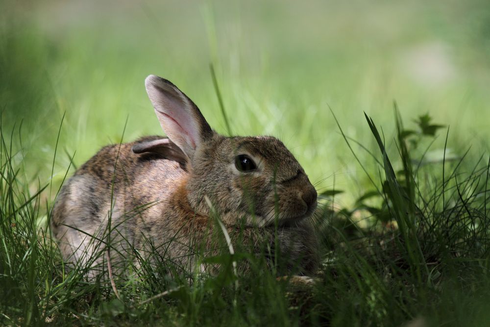 Opel - Zoo Hase