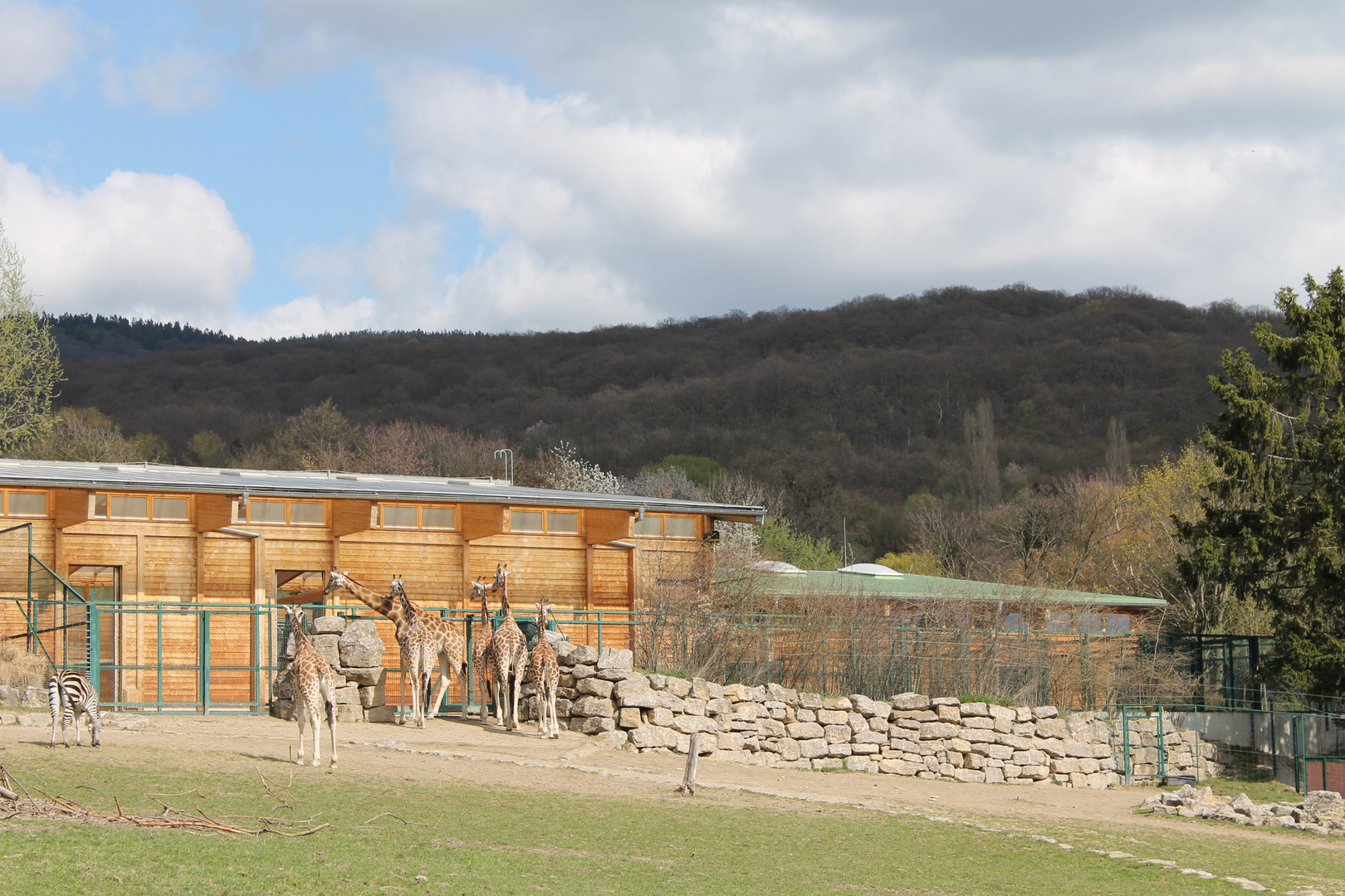 Opel Zoo in Königstein