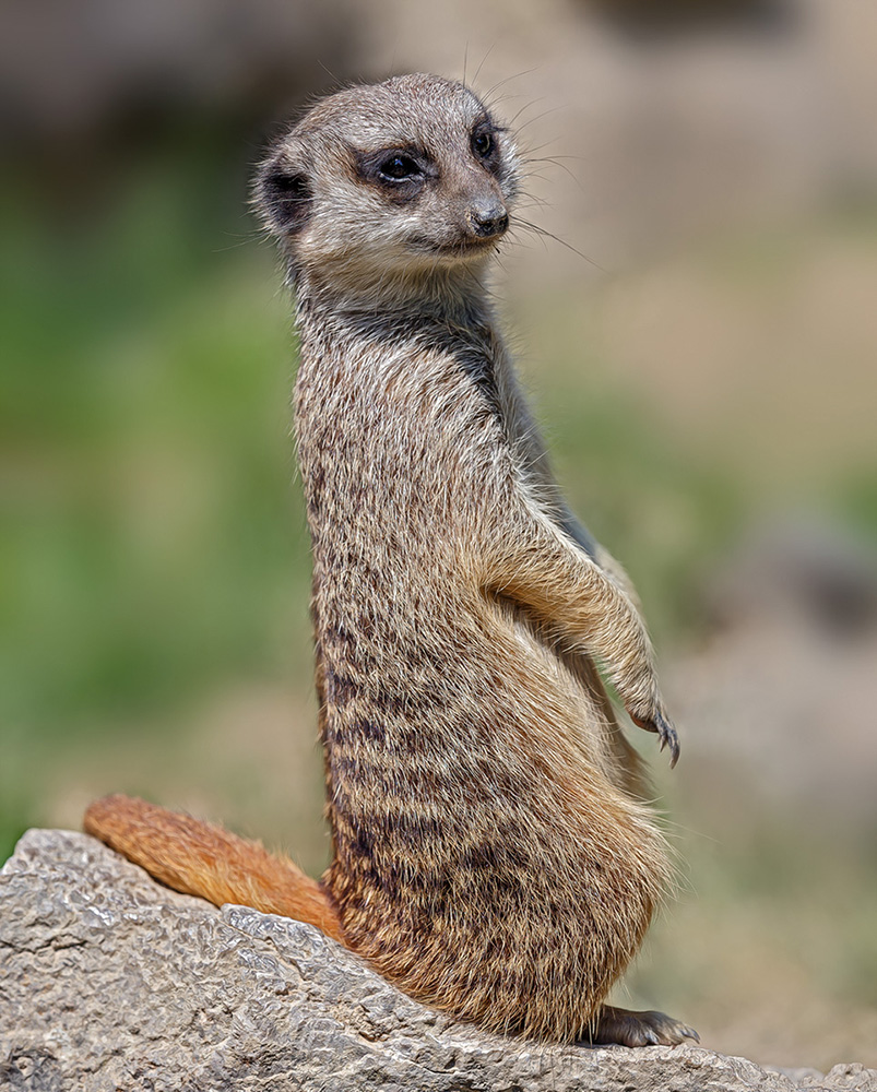 Opel-Zoo ... V ... "DER WÄCHTER" - Erdmännchen (Suricata suricatta)