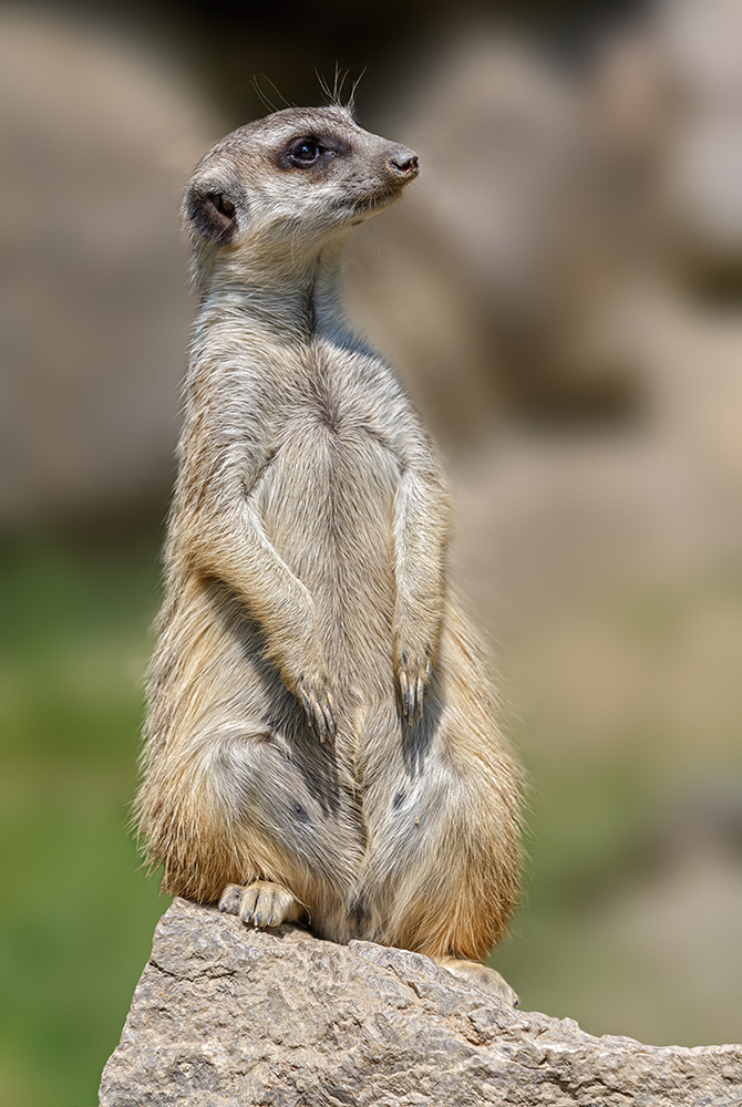 Opel-Zoo ... VI ... "Wachablösung" - Erdmännchen (Suricata suricatta)