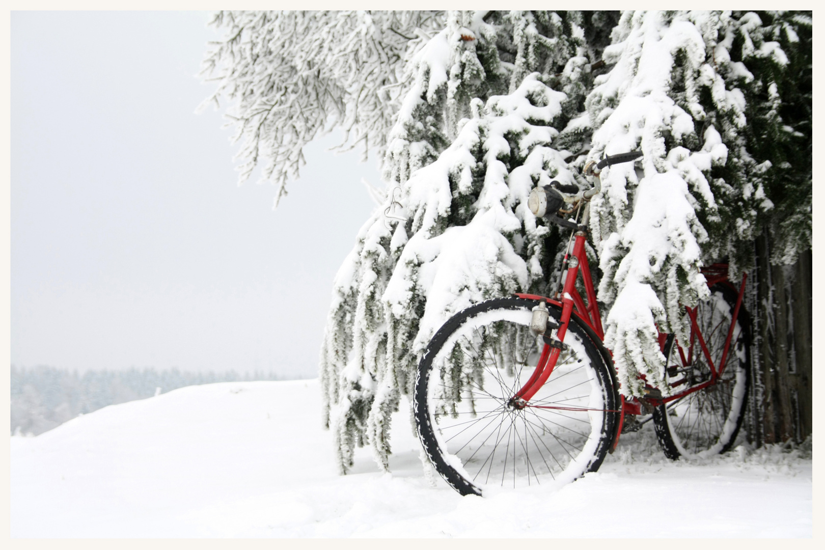 Opelfahrrad, zurückgezogen in den winterlichen Tannen