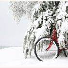 Opelfahrrad, zurückgezogen in den winterlichen Tannen