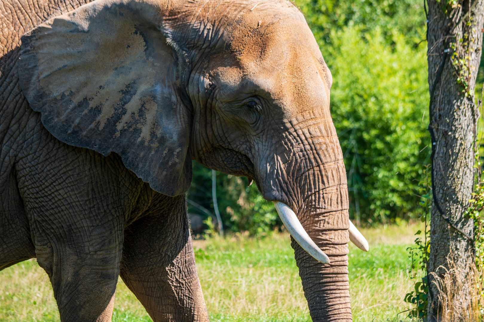 Opelzoo Afrikanischer Elefant