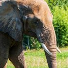 Opelzoo Afrikanischer Elefant