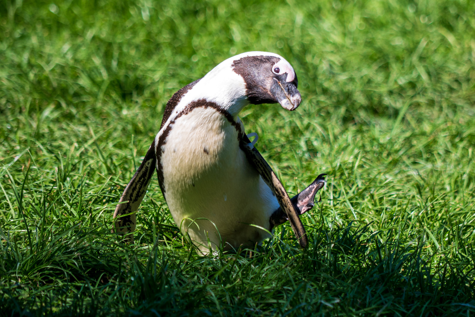 Opelzoo Brillenpinguin