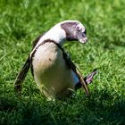 Opelzoo Brillenpinguin